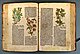 Altkolorierte Pflanzenholzschnitte im Kräuterbuch des deutschen Arztes und Botanikers Johann Wonnecke von Kaub, Augsburg 1508.